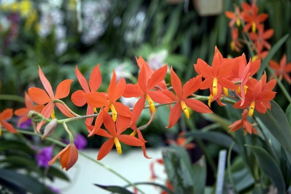 Orchids, Prosthechea vitellina