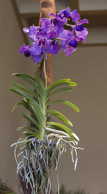 Orchids, Vanda Blue Magic 'Pelorie'